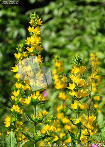 Image of Spotted loosestrife (Lysimachia punctata)