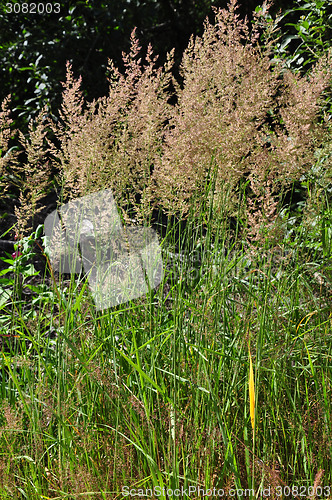 Image of Purple reedgrass (Calamagrostis arundinacea)