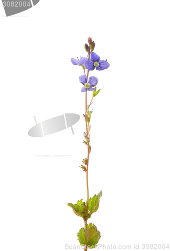 Image of Germander speedwell (Veronica chamaedrys)