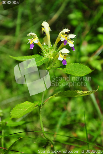 Image of Large-flowered hemp-nettle (Galeopsis speciosa)