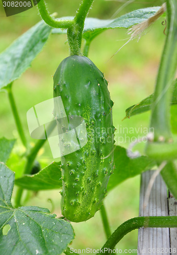 Image of Cucumber on plant