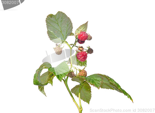 Image of Raspberry (Rubus idaeus)