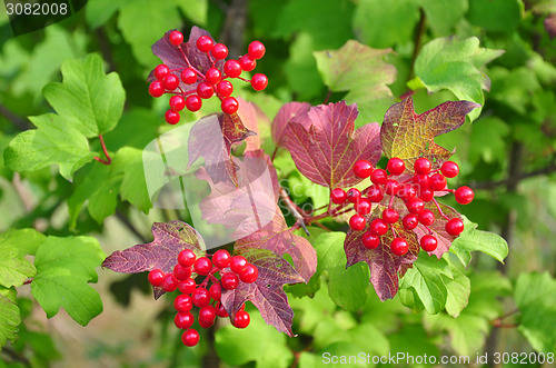 Image of Berries of guelder-rose (Viburnum opulus)