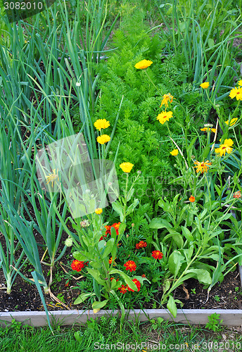 Image of Mixed cultivation