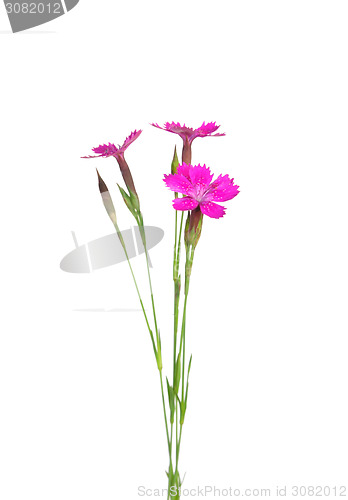 Image of Maiden pink (Dianthus deltoides)