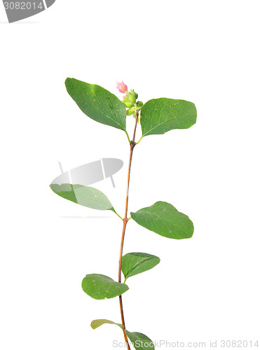 Image of Common snowberry (Symphoricarpos albus)