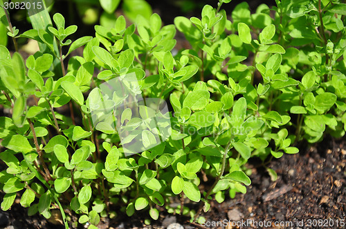 Image of Sweet marjoram