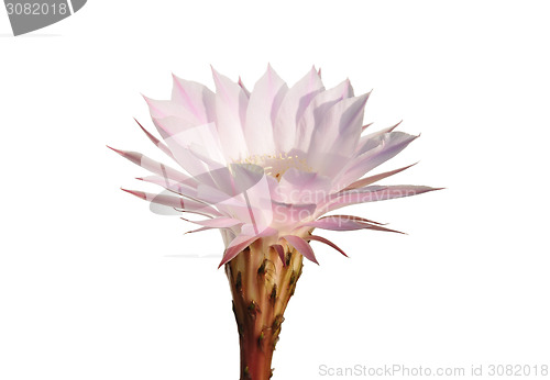 Image of Cactus flower