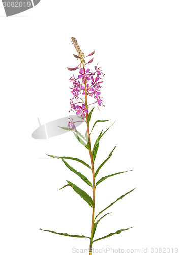 Image of Fireweed (Epilobium angustifolium)