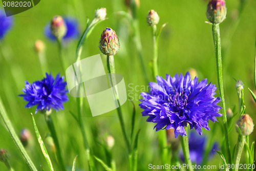 Image of Garden cornflowers