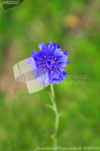 Image of Garden cornflower