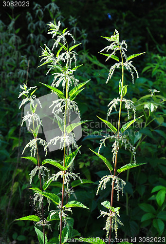 Image of Stinging nettle (Urtica dioica)