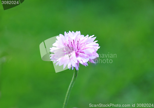 Image of Garden cornflower