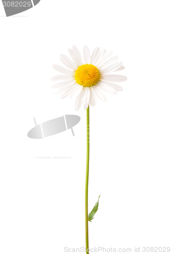 Image of Ox-eye daisy (Leucanthemum vulgare)