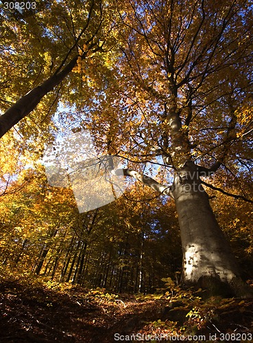 Image of autumn forest