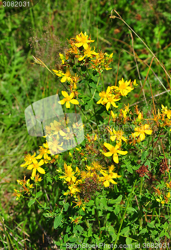 Image of Common St Johns wort (Hypericum perforatum)