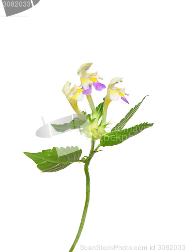 Image of Large-flowered hemp-nettle (Galeopsis speciosa)