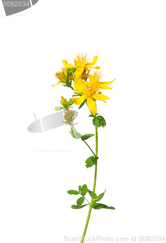 Image of Common St Johns wort (Hypericum perforatum)