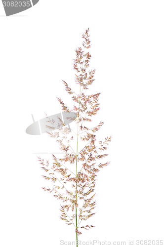 Image of Purple reedgrass (Calamagrostis arundinacea)