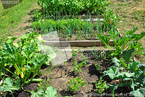 Image of Organic garden