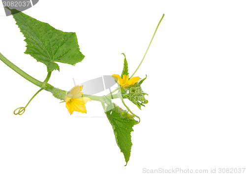 Image of Cucumber flower