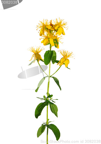 Image of St Johns wort (Hypericum perforatum)