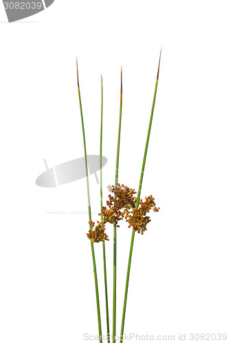 Image of Common rush (Juncus effusus)