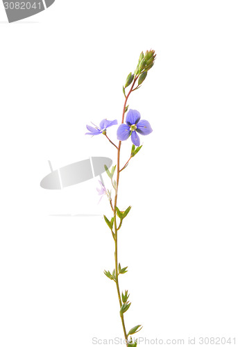 Image of Germander speedwell (Veronica chamaedrys)