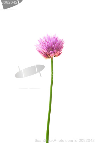 Image of Chives flower