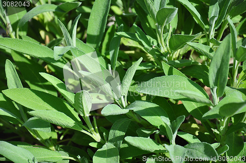 Image of Common sage