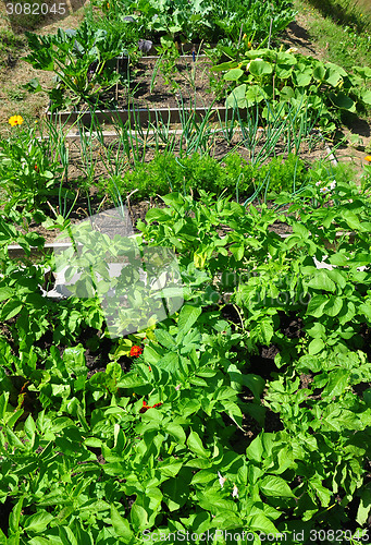 Image of Organic garden