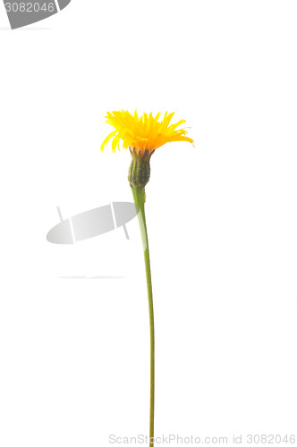 Image of Rough hawkbit (Leontodon hispidus)