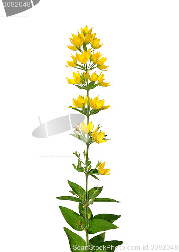 Image of Spotted loosestrife (Lysimachia punctata)