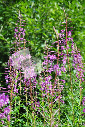 Image of Fireweed (Epilobium angustifolium)