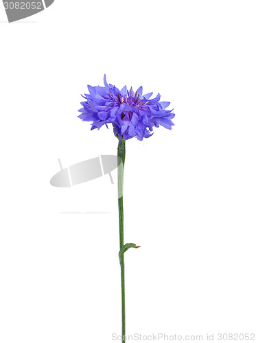 Image of Garden cornflower