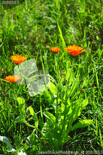 Image of Pot marigold (Calendula officinalis)