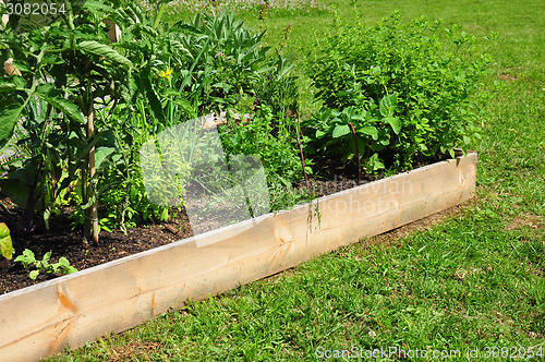 Image of Raised bed with herbs