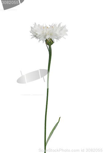 Image of Garden cornflower