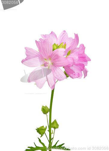 Image of Mallow flower