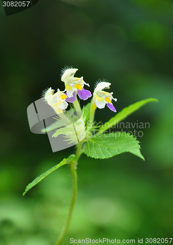 Image of Large-flowered hemp-nettle (Galeopsis speciosa)