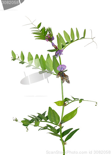 Image of Bush vetch (Vicia sepium)