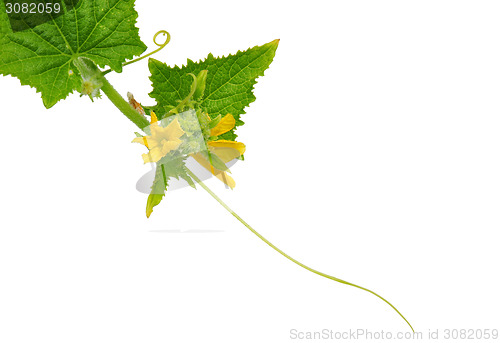 Image of Cucumber flower