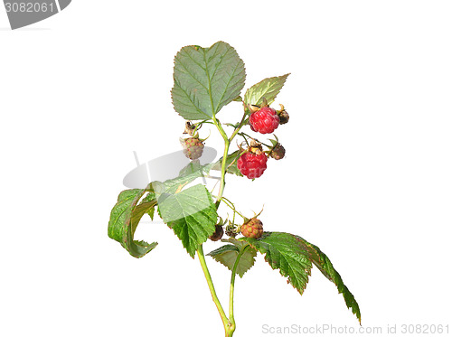 Image of Raspberry (Rubus idaeus)