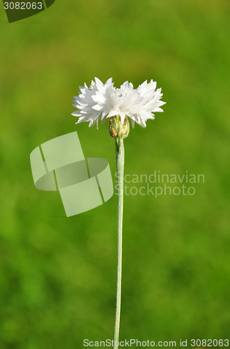 Image of Garden cornflower