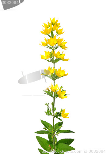 Image of Spotted loosestrife (Lysimachia punctata)