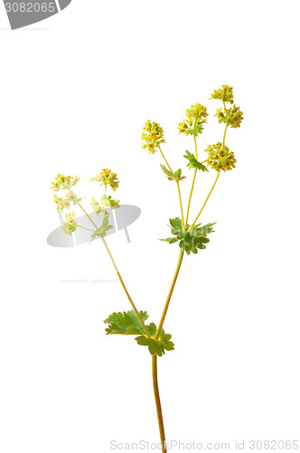 Image of Velvet ladys mantle (Alchemilla monticola)