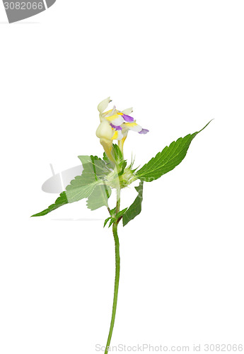 Image of Large-flowered hemp-nettle (Galeopsis speciosa)