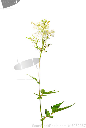 Image of Meadowsweet (Filipendula ulmaria)