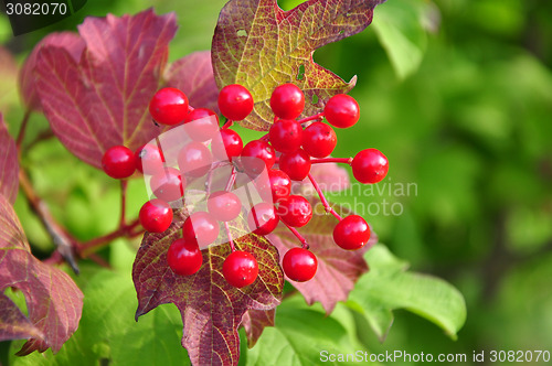 Image of Berries of guelder-rose (Viburnum opulus)