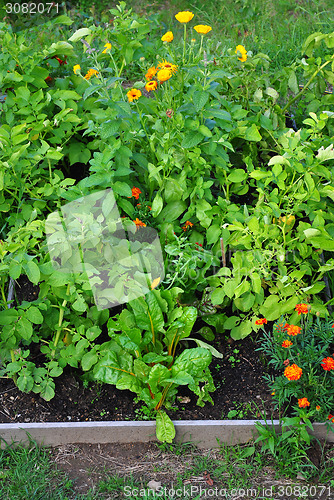 Image of Mixed cultivation